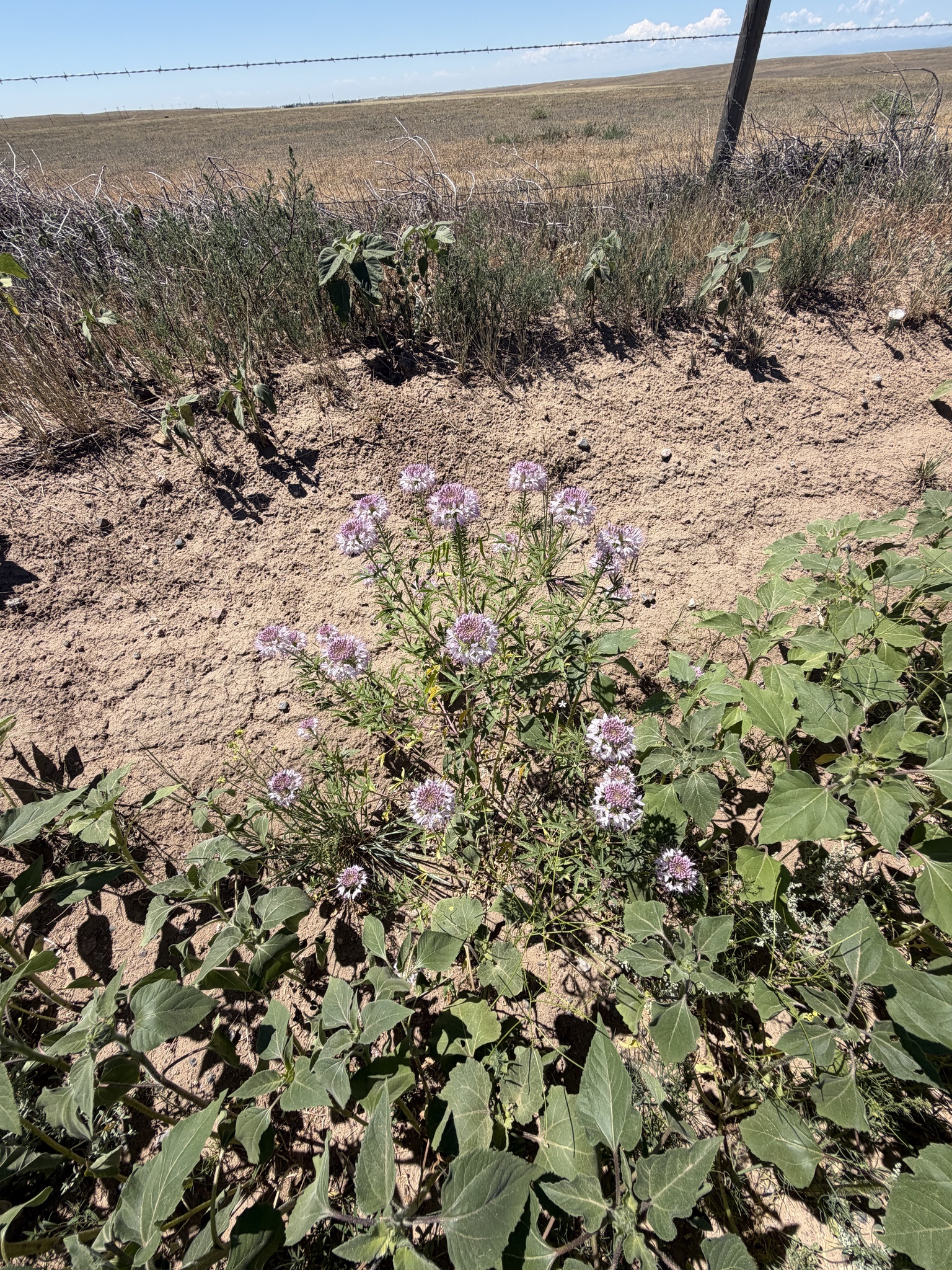 Cleome serrulata &mdash; Rocky Mountain Beeplant