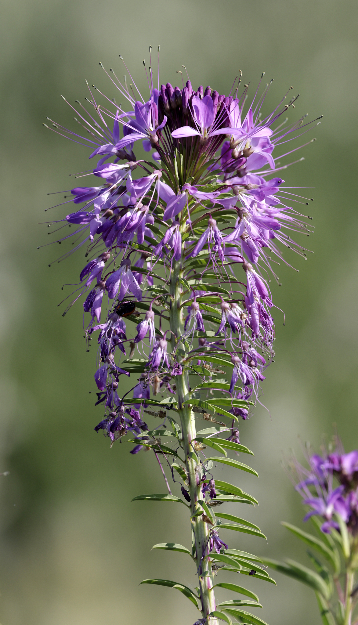 Cleome serrulata &mdash; Rocky Mountain Beeplant