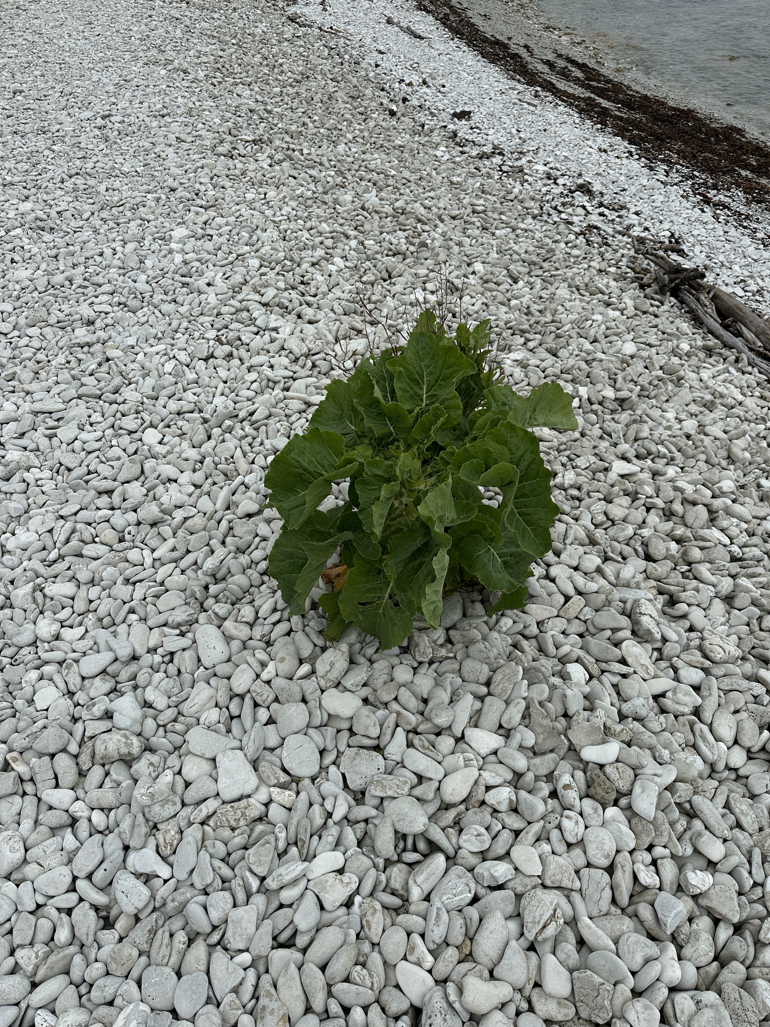 Brassica oleracea &mdash; cabbage, broccoli, and allies