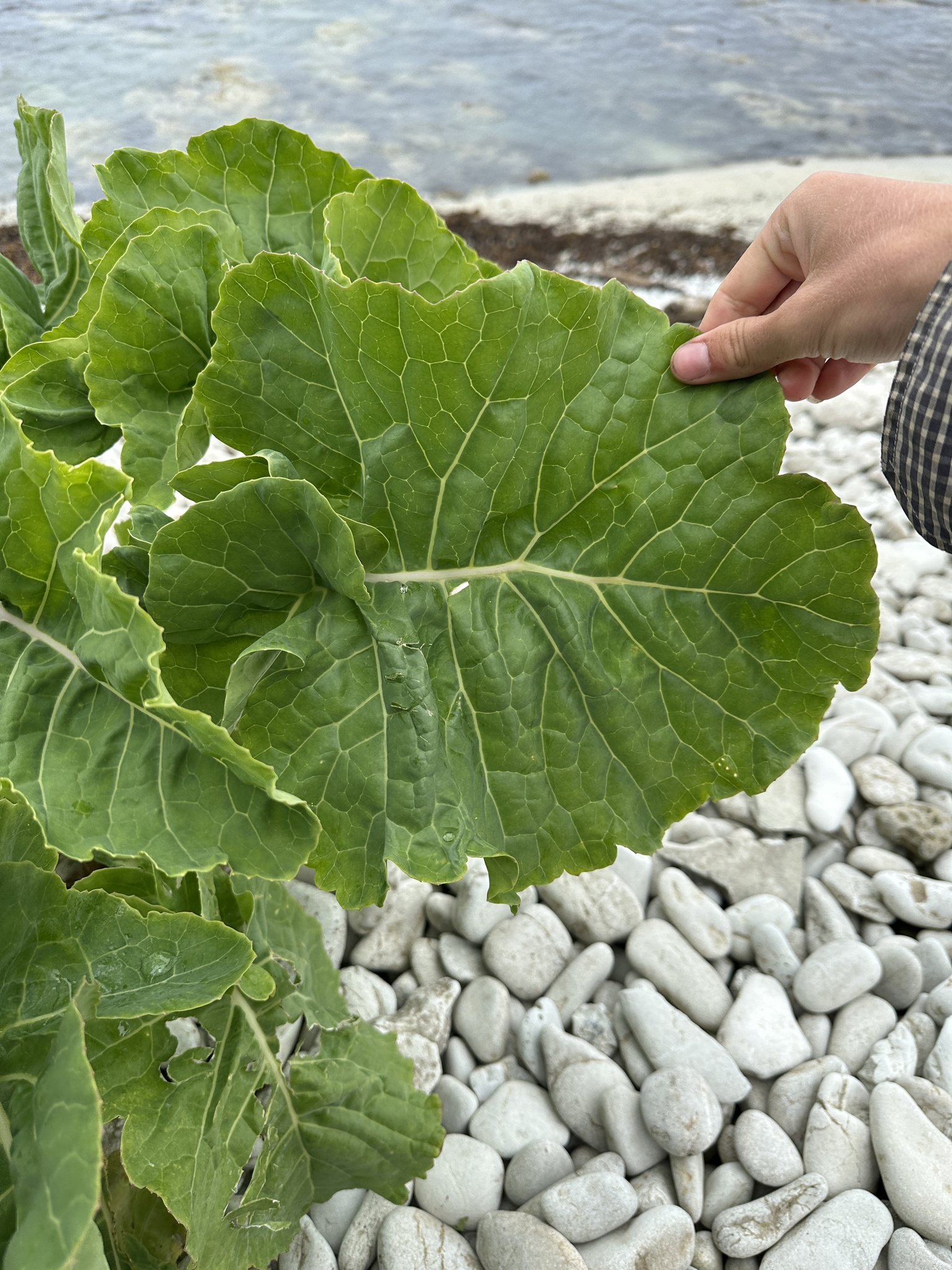 Brassica oleracea &mdash; cabbage, broccoli, and allies