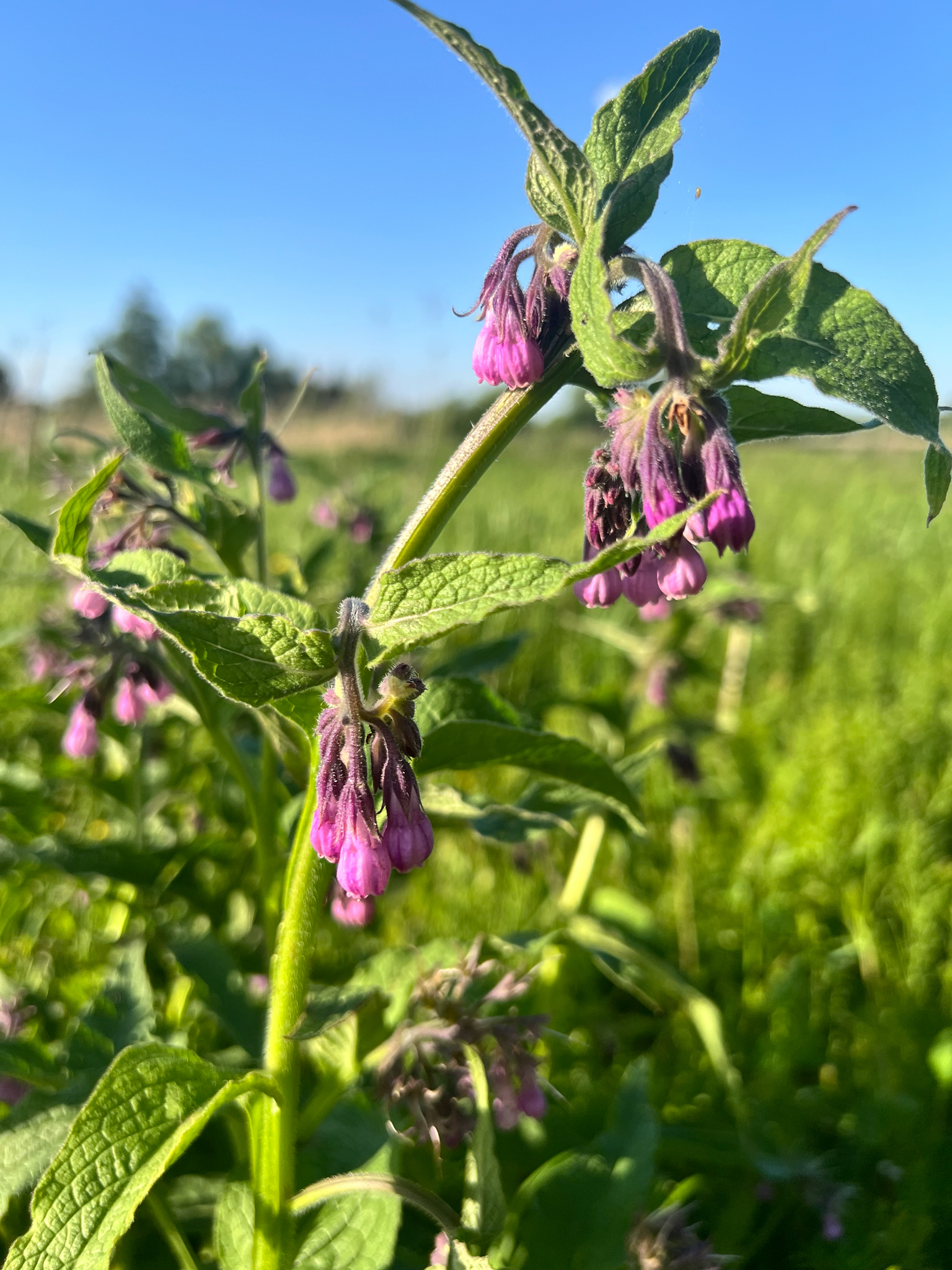 Symphytum officinale &mdash; Живокіст лікарський