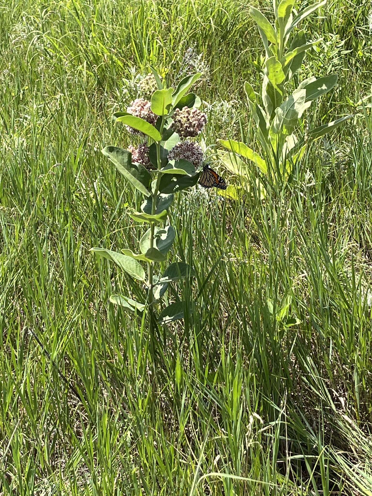 Asclepias syriaca &mdash; common milkweed