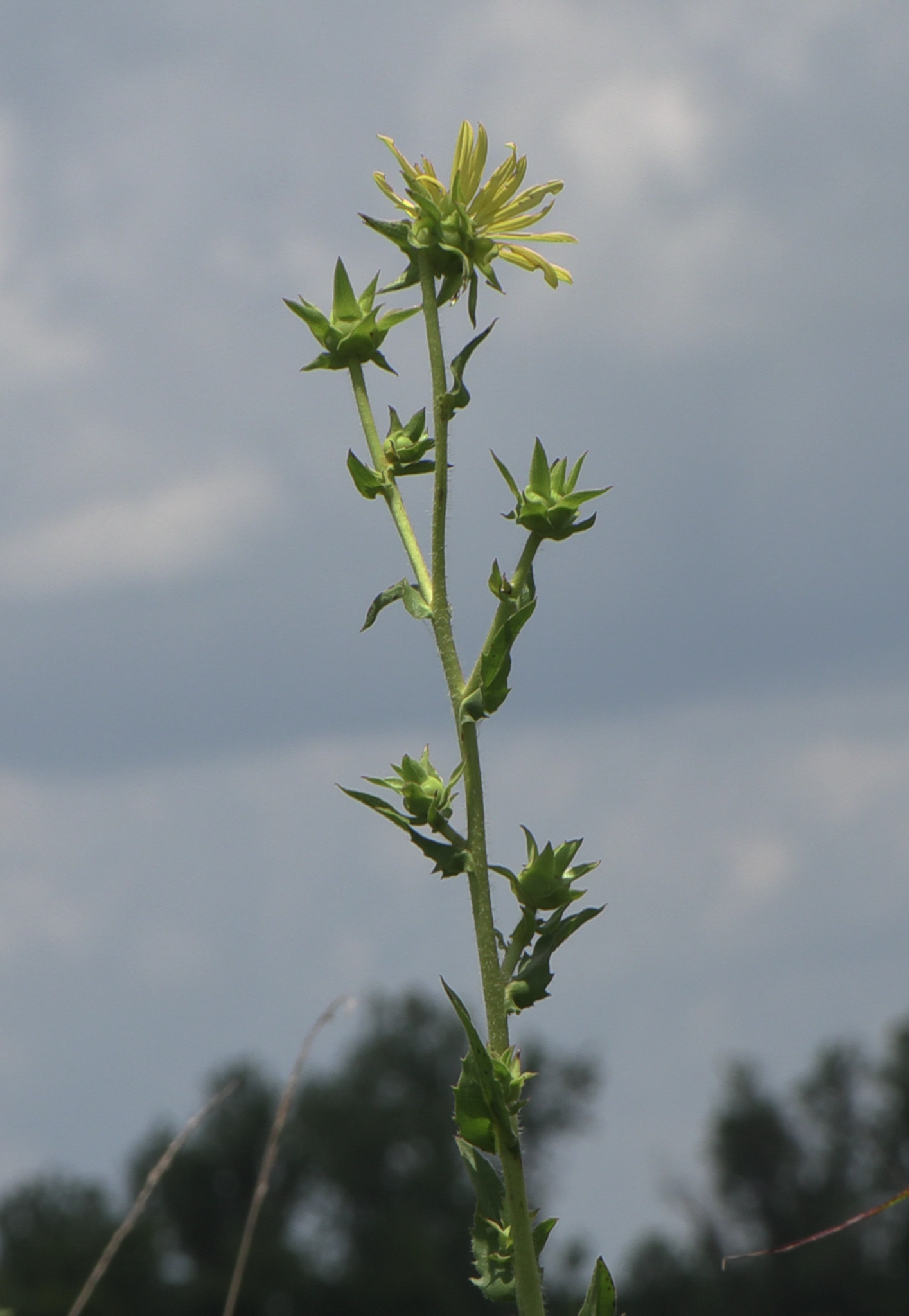 Silphium laciniatum &mdash; compass plant