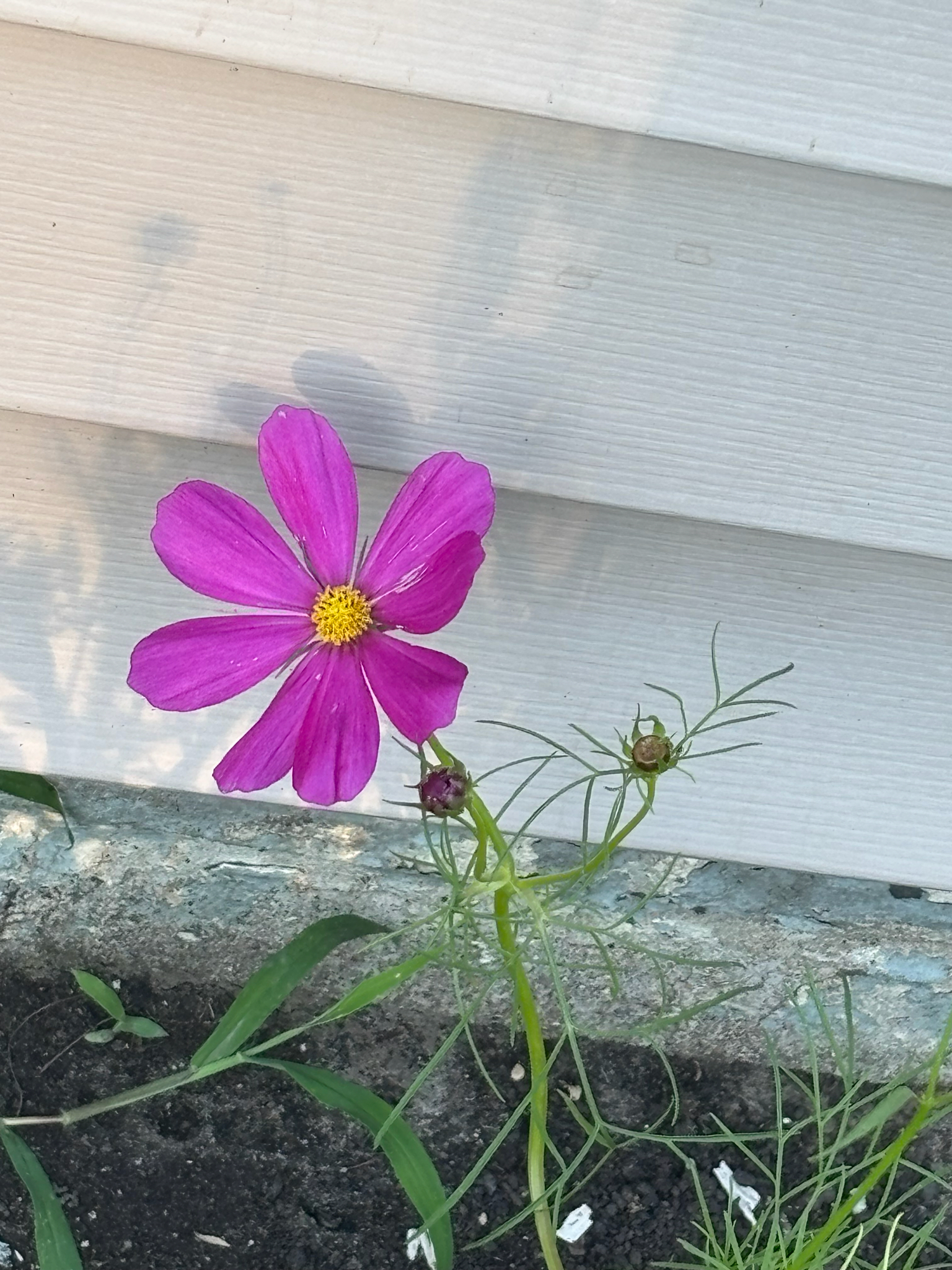 Cosmos bipinnatus &mdash; garden cosmos