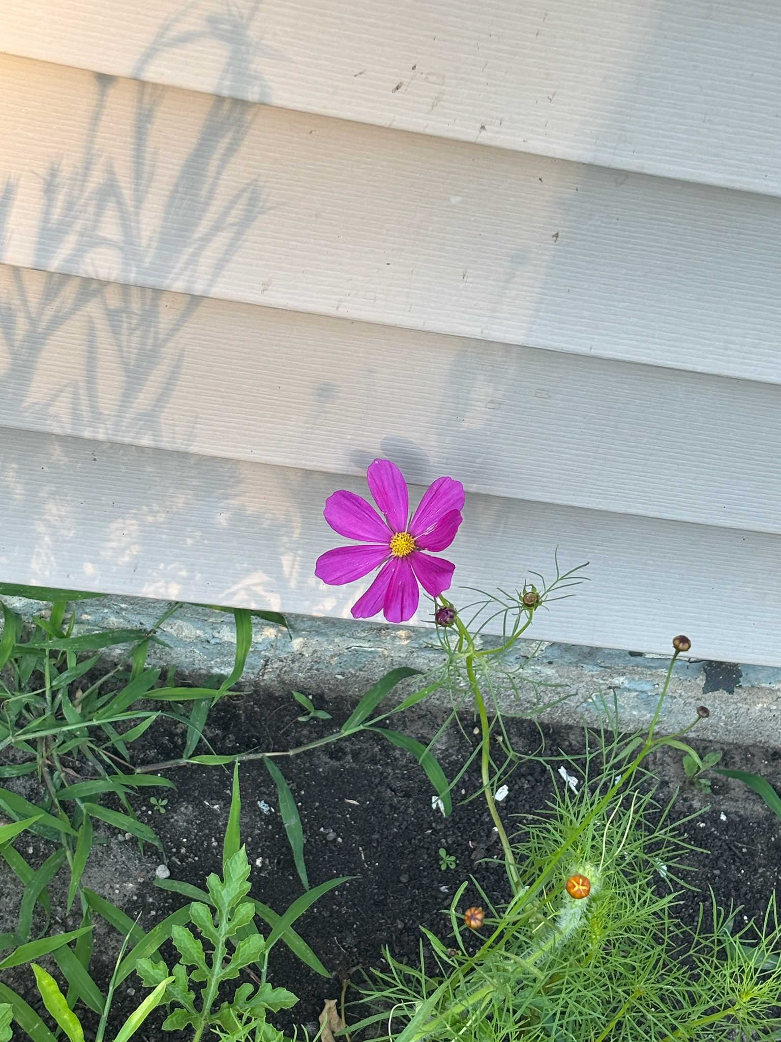 Cosmos bipinnatus &mdash; garden cosmos