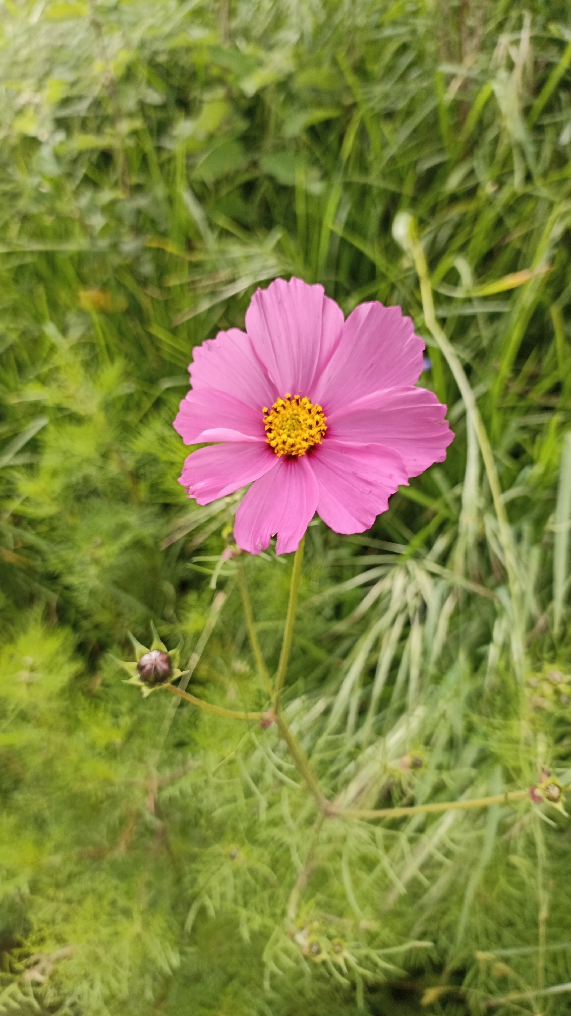 Cosmos bipinnatus &mdash; Girasol morado
