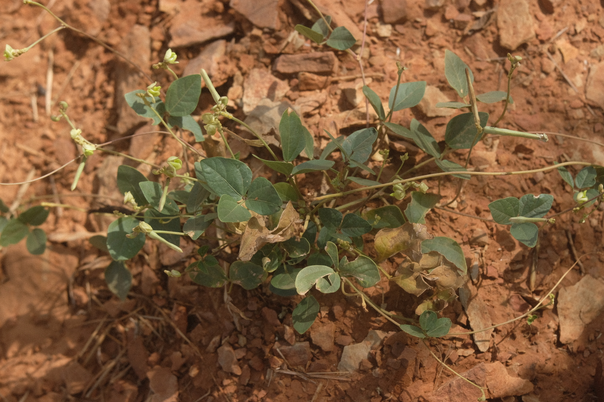 Vigna unguiculata &mdash; Vigna unguiculata stenophylla