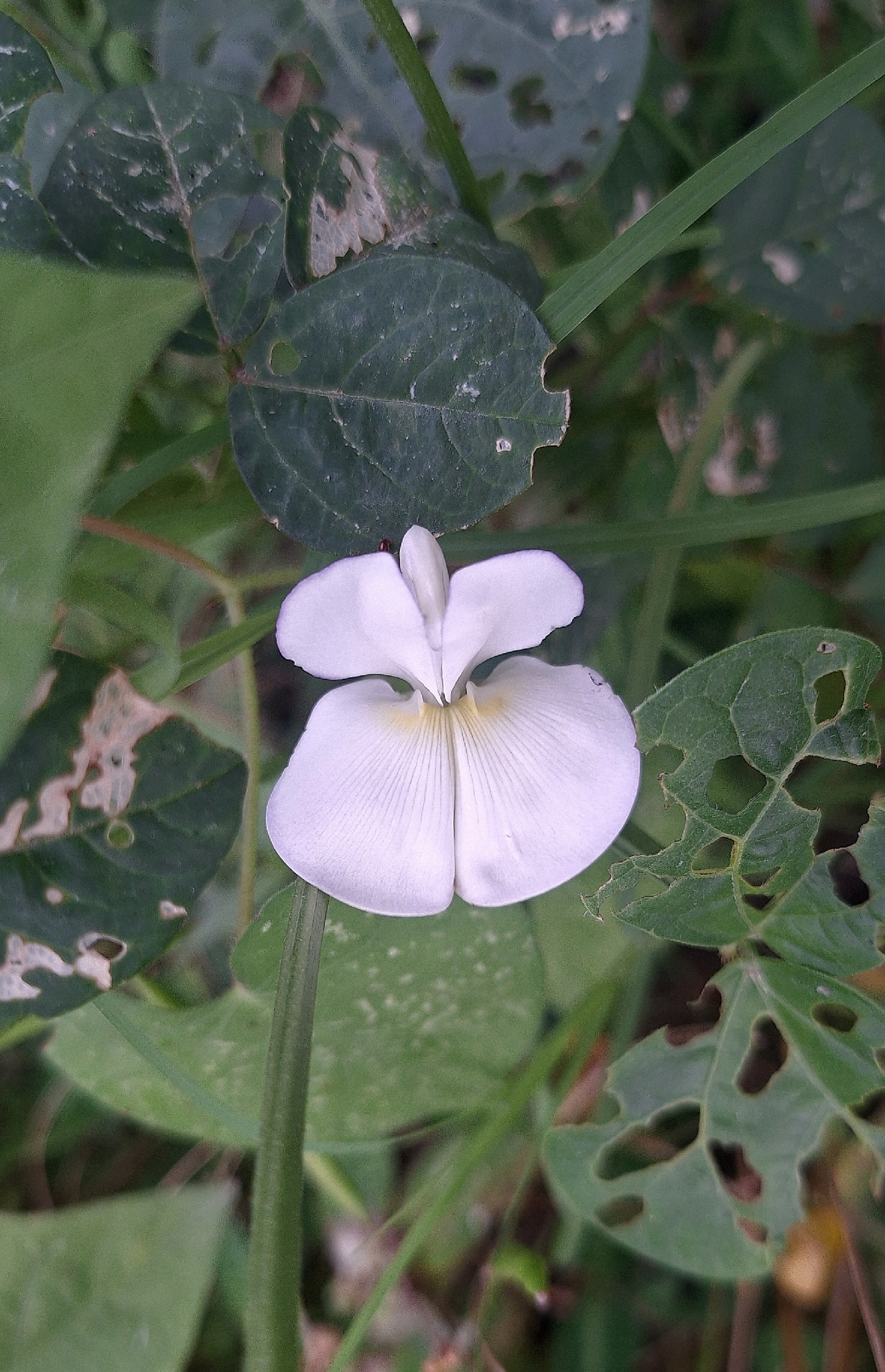 Vigna unguiculata &mdash; Limoncillo
