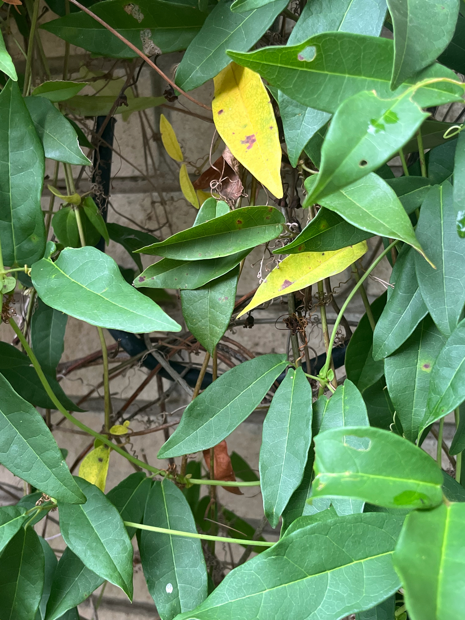 Bignonia capreolata &mdash; cross vine