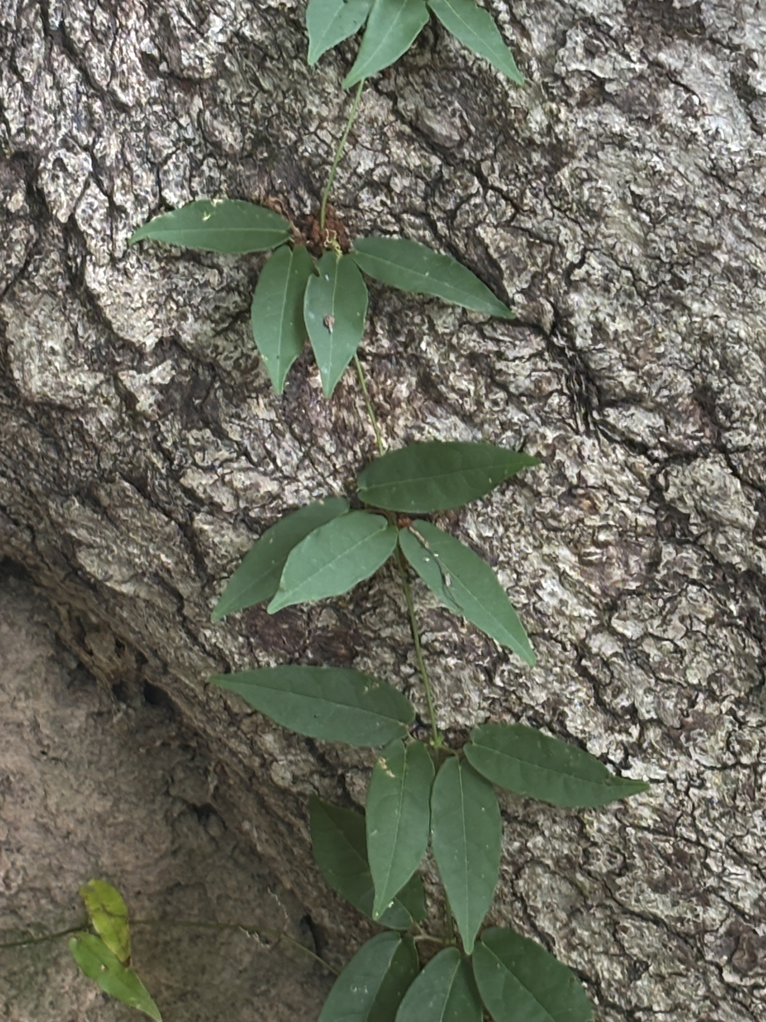 Bignonia capreolata &mdash; cross vine
