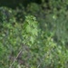 Ribes odoratum — flower & foliage