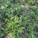 Chasmanthium latifolium — habit