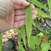 Chasmanthium latifolium — field view