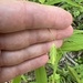 Chasmanthium latifolium — close-up detail