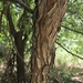 Gymnocladus dioicus — close-up detail