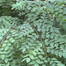 Gymnocladus dioicus — natural habitat