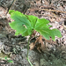 Podophyllum peltatum — habit