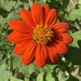 Tithonia rotundifolia — habit