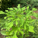 Tithonia rotundifolia — natural habitat