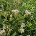 Ceanothus americanus — flower & foliage