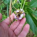 Passiflora incarnata — habit