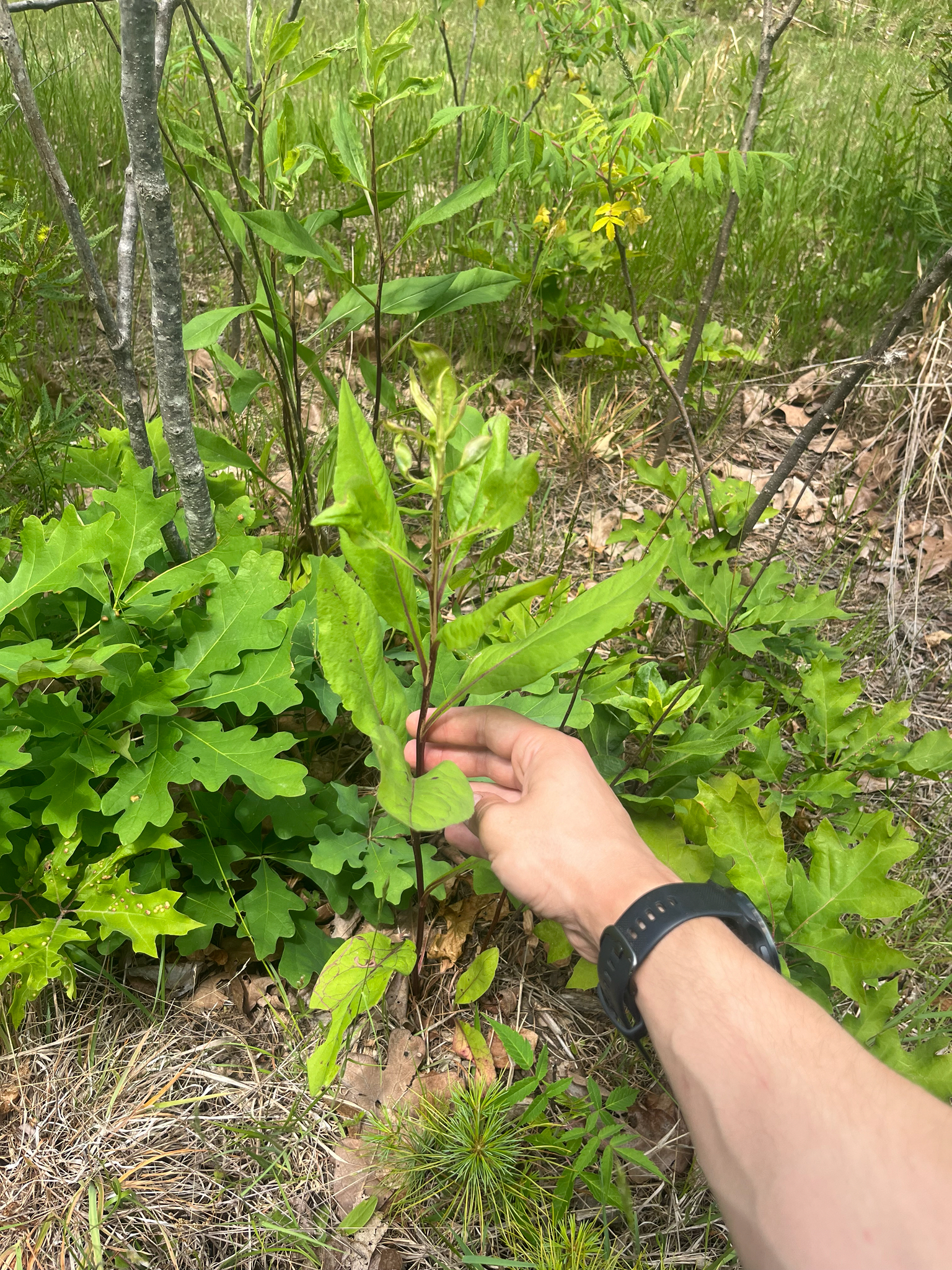 Solidago speciosa — habit