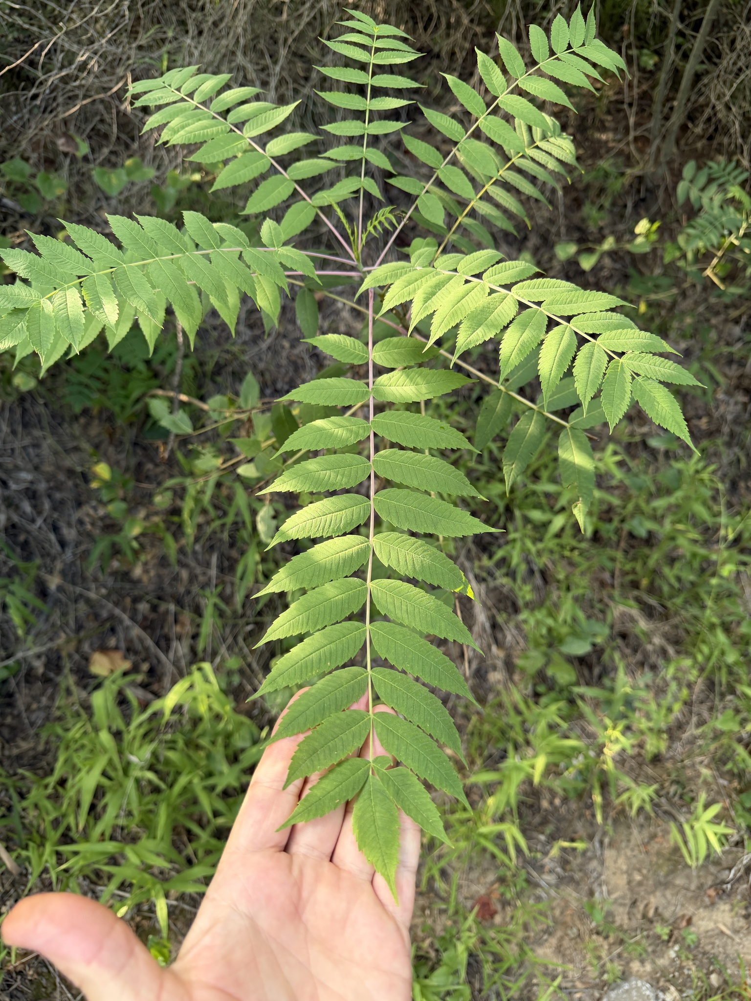 Rhus glabra — habit