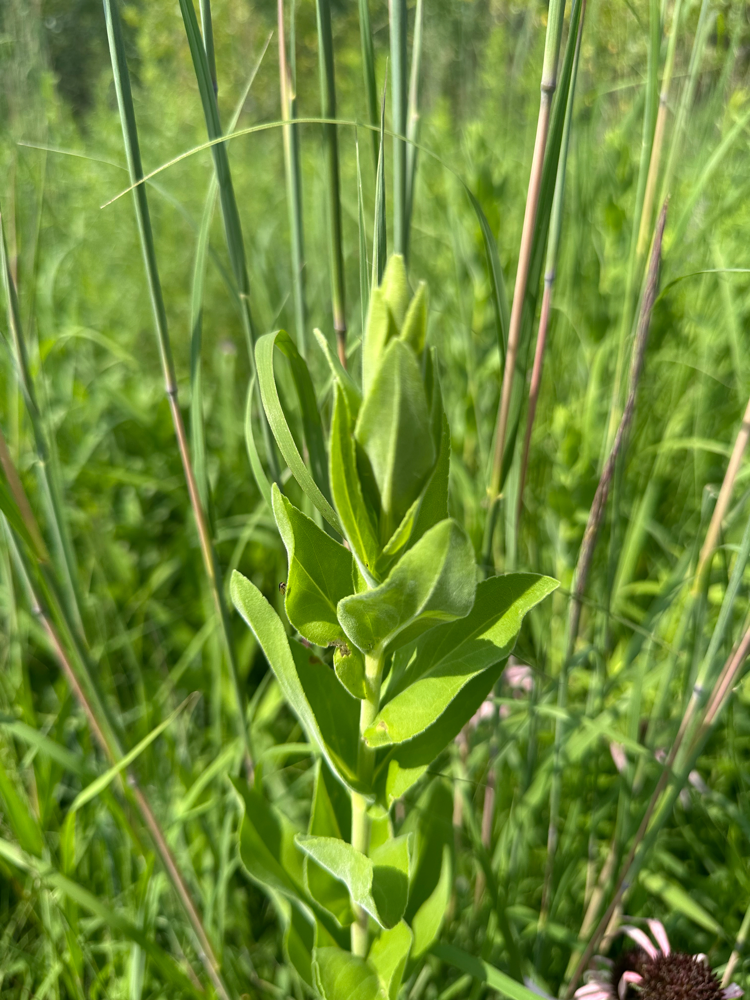 Solidago rigida — habit