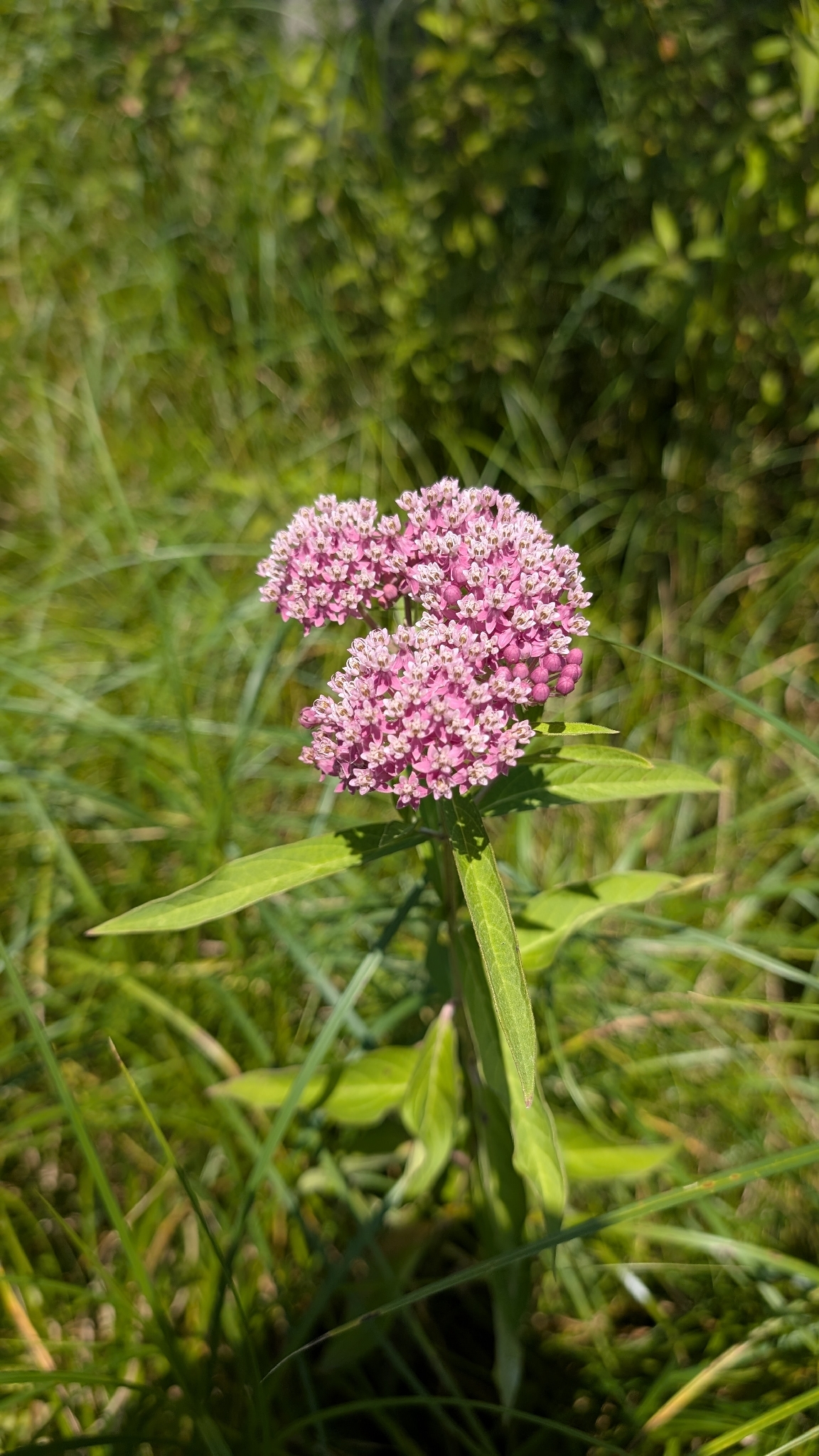 Asclepias incarnata — habit