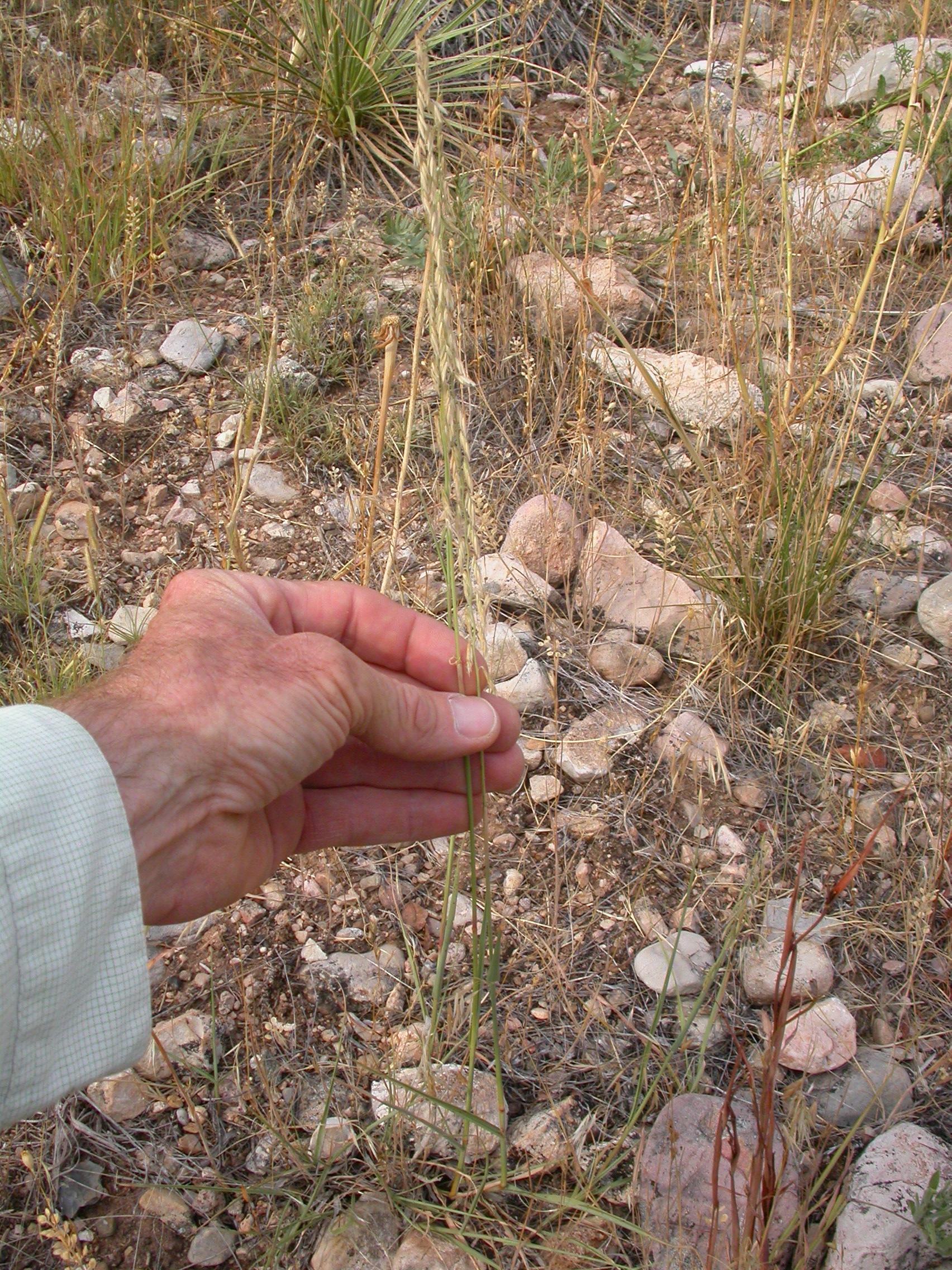 Bouteloua curtipendula &mdash; habit