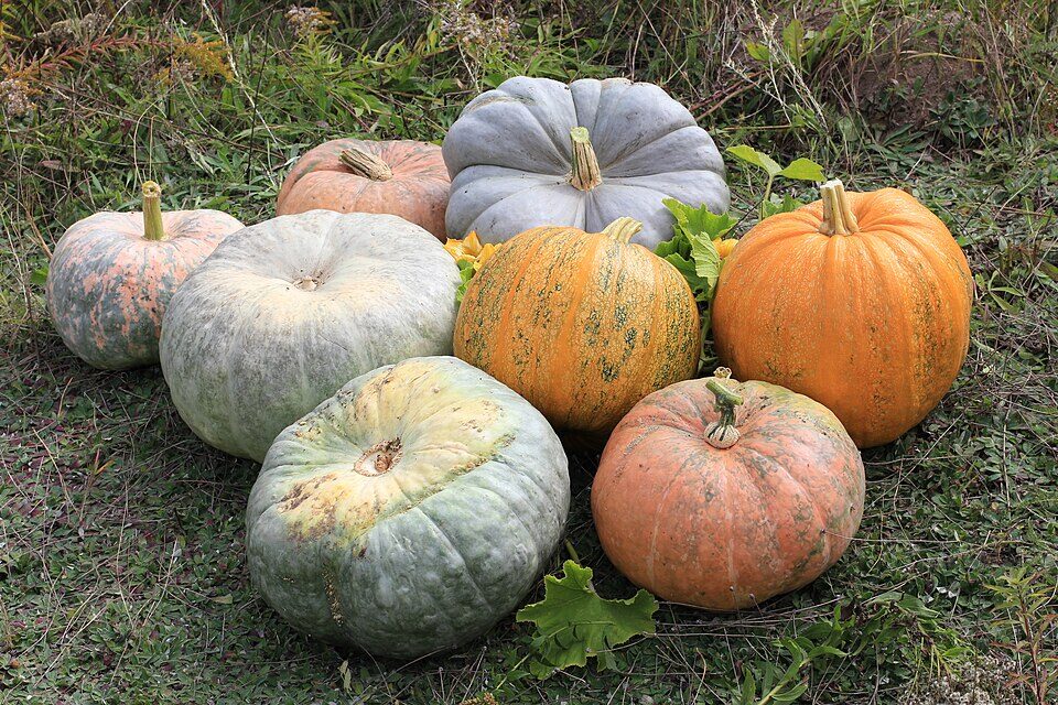 Winter squash (Cucurbita) fruits cured and ready for storage